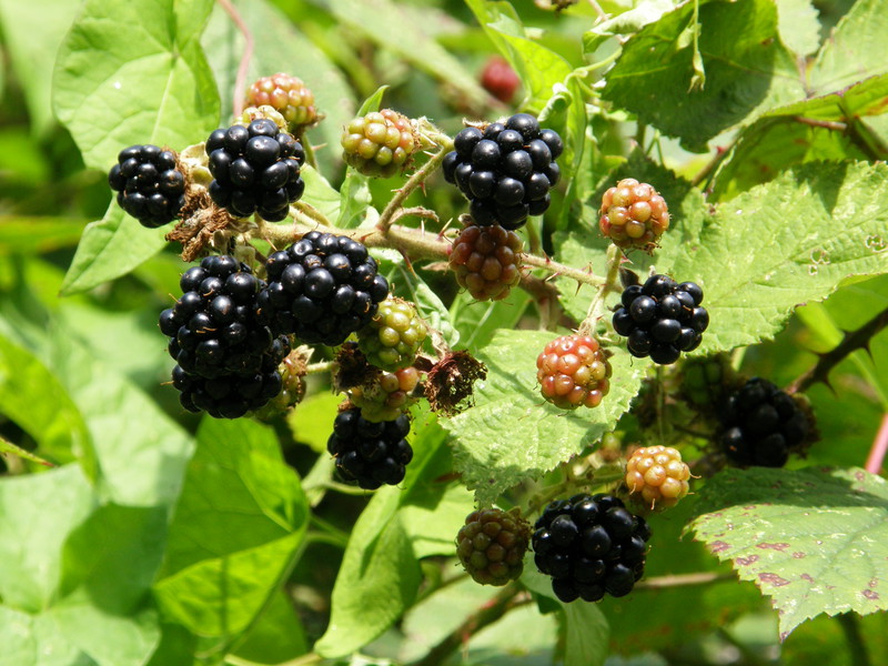 Blackberries along Luxborough Lane