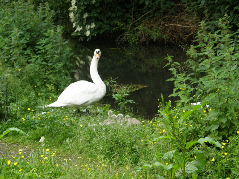 Protective swans on the River Chess