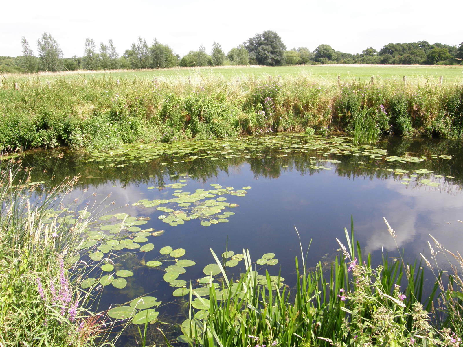 The River Roding