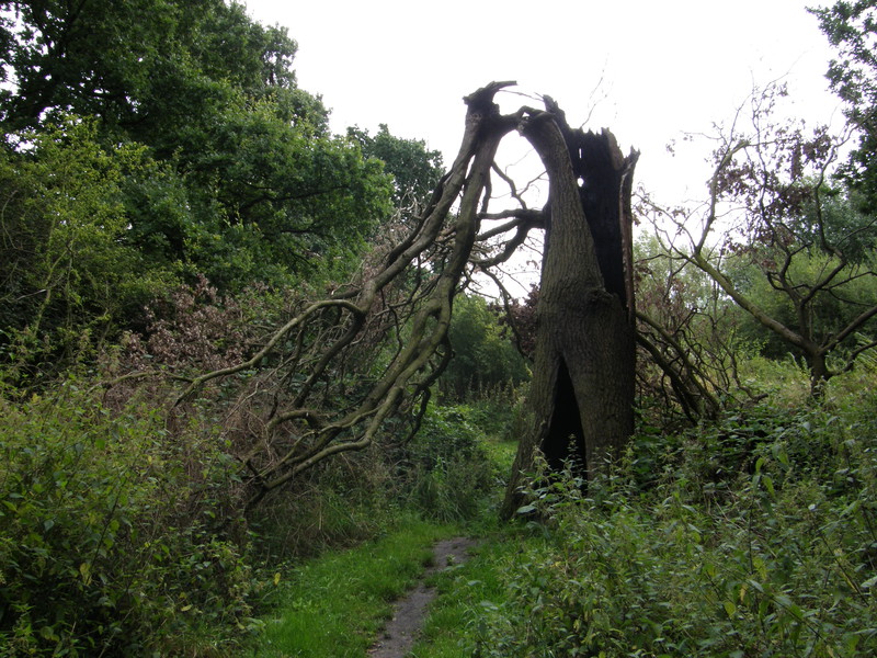 Fryent Country Park